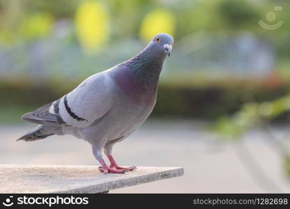 homing pigeon bird standing on home loft against green park background
