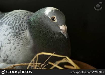 homing pigeon nisting in home loft