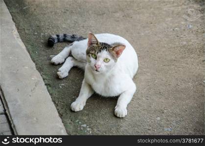 homless white cat on the street