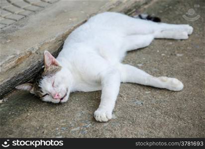 homless white cat on the street