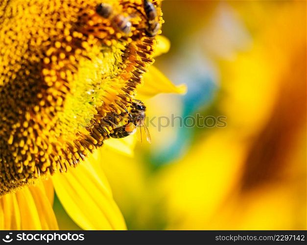 Honey bee, a lot of bees collecting pollen at yellow flower, blooming yellow sunflower.. Honey bee collecting pollen at yellow flower. close up