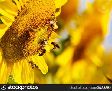 Honey bee, a lot of bees collecting pollen at yellow flower, blooming yellow sunflower.. Honey bee collecting pollen at yellow flower. close up