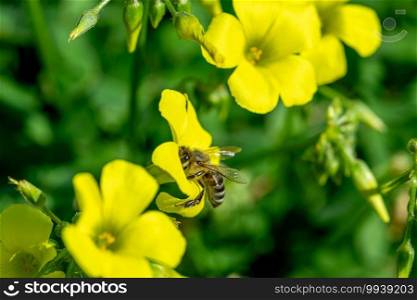 Honey bee collecting pollen and nectar from yellow flowers on a sunny spring day