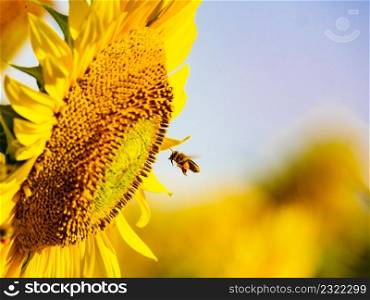Honey bee collecting pollen at yellow flower, blooming yellow sunflower.. Honey bee collecting pollen at yellow flower.