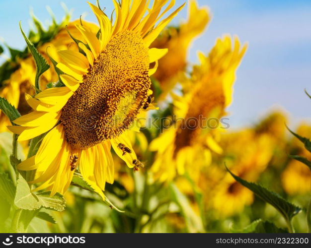 Honey bee collecting pollen at yellow flower, blooming yellow sunflower.. Honey bee collecting pollen at yellow flower.