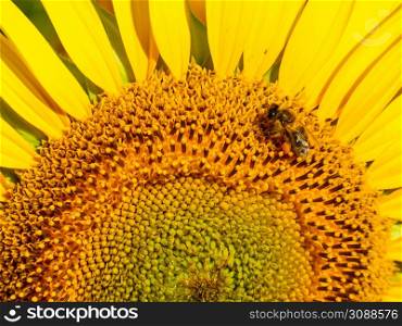 Honey bee collecting pollen at yellow flower, blooming yellow sunflower.. Honey bee collecting pollen at yellow flower. close up