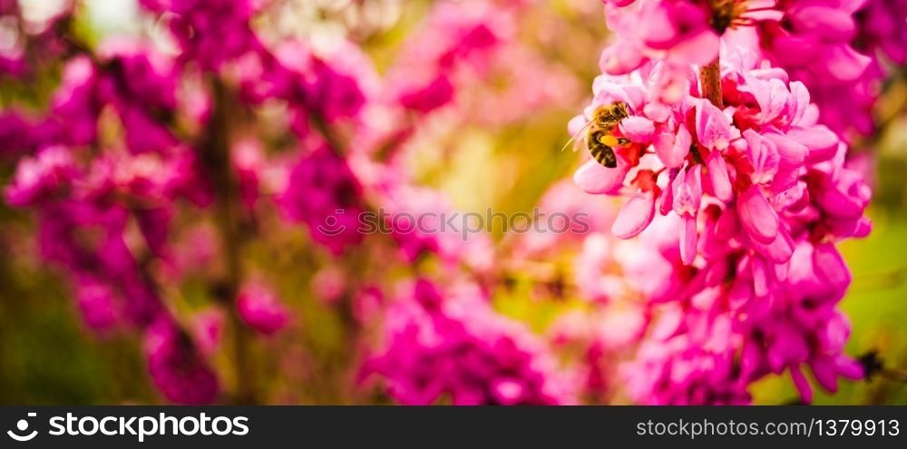 Honey bee collecting pollen from pink flowers. Important for environment ecology sustainability. Copy space. Honey bee collecting pollen from pink flowers. Important for environment ecology sustainability.