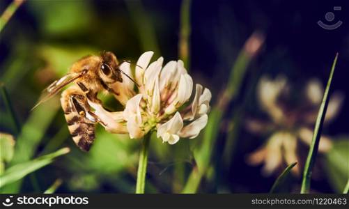 Honey bee collecting pollen from white flower on meadow in spring season. Copy space background. Honey bee collecting pollen from white flower on meadow in spring season