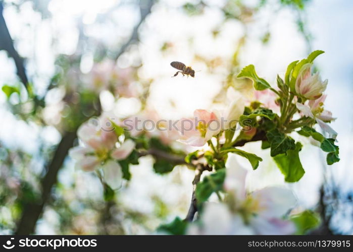Honey bee collecting pollen from white flowers of apple tree. Important for environment ecology sustainability. Copy space. Honey bee collecting pollen from white flowers of apple tree. Important for environment ecology sustainability.