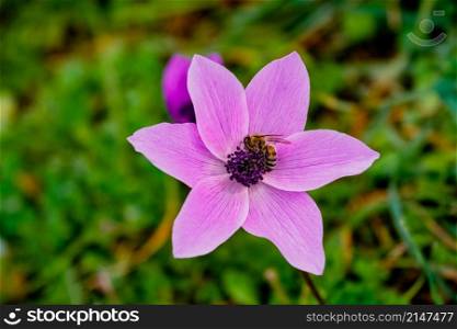 Honey bee collecting pollen on an anemone