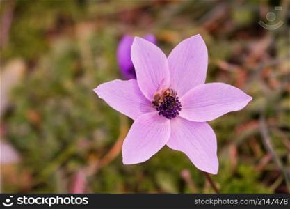 Honey bee collecting pollen on an anemone