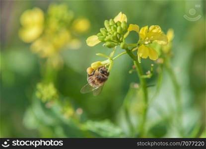 Honey bee collecting pollen on yellow rape flower