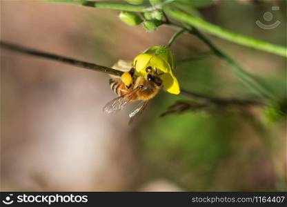 honey bee collects pollen on a wild yellow rocket flower. honey bee collects pollen on yellow rocket flower