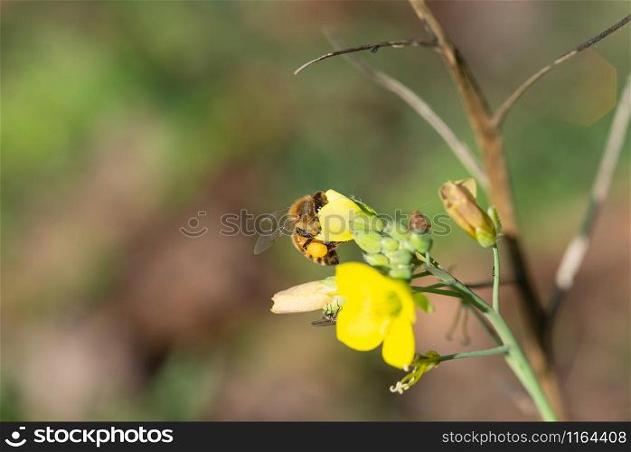 honey bee collects pollen on a wild yellow rocket flower. honey bee collects pollen on yellow rocket flower