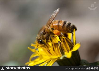 honey bee collects pollen on dandelion flower. Bee collects pollen on dandelion flower