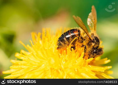 Honey bee covered in pollen collecting nectar from dandelion flower in the spring time. Useful photo for design or web banner.. Honey bee collecting nectar from dandelion flower in the spring time. Useful photo for design or web banner.