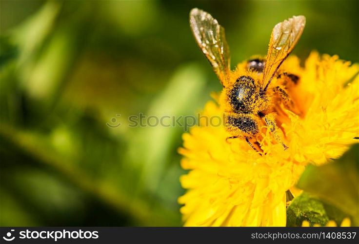 Honey bee covered in pollen collecting nectar from dandelion flower in the spring time. Useful photo for design or web banner.. Honey bee collecting nectar from dandelion flower in the spring time. Useful photo for design or web banner.
