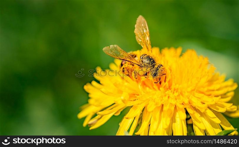Honey bee covered in pollen collecting nectar from dandelion flower in the spring time. Useful photo for design or web banner.. Honey bee collecting nectar from dandelion flower in the spring time. Useful photo for design or web banner.