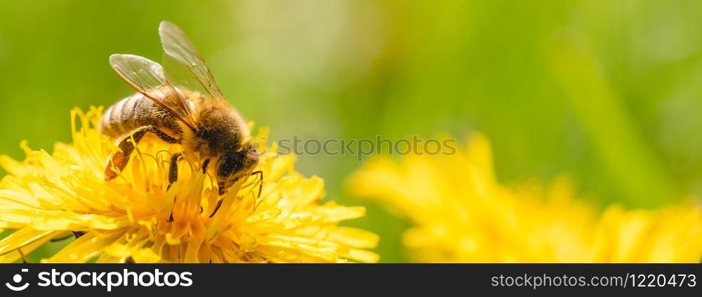 Honey bee covered with yellow pollen collecting nectar from dandelion flower. Important for environment ecology sustainability. Copy space. Honey bee covered with yellow pollen collecting nectar from dandelion flower.