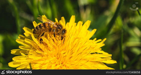 Honey bee covered with yellow pollen collecting nectar from dandelion flower. Important for environment ecology sustainability. Copy space. Honey bee covered with yellow pollen collecting nectar from dandelion flower. Important for environment ecology sustainability.