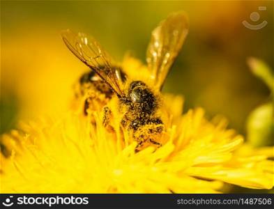 Honey bee covered with yellow pollen collecting nectar from dandelion flower. Important for environment ecology sustainability. Copy space. Honey bee covered with yellow pollen collecting nectar from dandelion flower. Important for environment ecology sustainability.