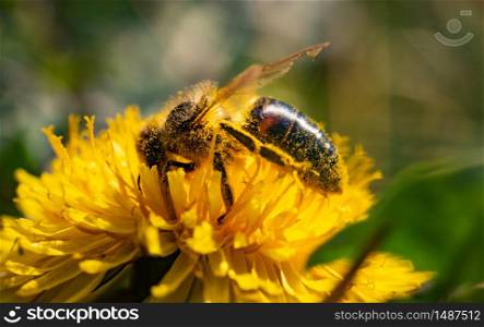 Honey bee covered with yellow pollen collecting nectar from dandelion flower. Important for environment ecology sustainability. Copy space. Honey bee covered with yellow pollen collecting nectar from dandelion flower. Important for environment ecology sustainability.