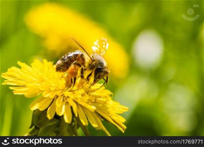 Honey bee covered with yellow pollen collecting nectar from dandelion flower. Environment ecology sustainability. Copy space. Honey bee covered with yellow pollen collecting nectar from dandelion flower.