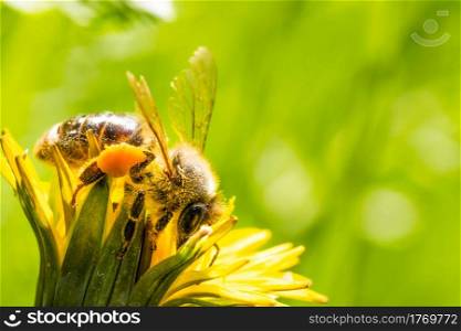Honey bee covered with yellow pollen collecting nectar from dandelion flower. Environment ecology sustainability. Copy space. Honey bee covered with yellow pollen collecting nectar from dandelion flower.