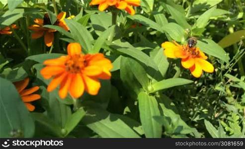 Honey bee eating nectar from zinnia angustifolia flower