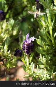 Honey bee flying away from lavender flower