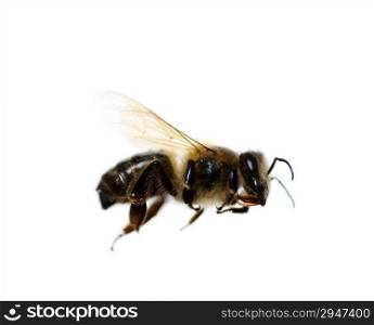 honey bee isolated on white