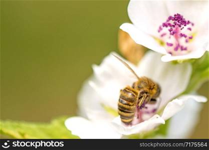 honey bee on a flower of a marshmallow in summer in Germany