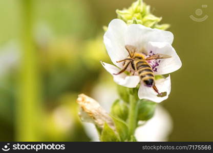 honey bee on a flower of a marshmallow in summer in Germany