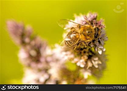 honey bee on a flower of a peppermint in summer in Germany
