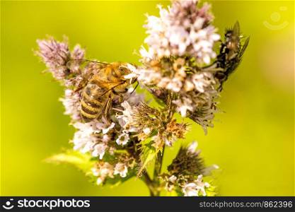 honey bee on a flower of a peppermint in summer in Germany