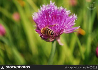 Honey bee on a pink flower in natural background