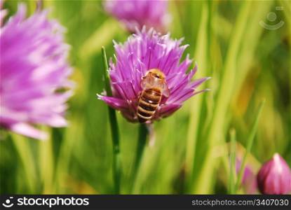Honey bee on a pink flower in natural background