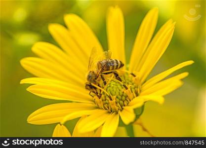 honey bee on a yellow flower in summer in Germany