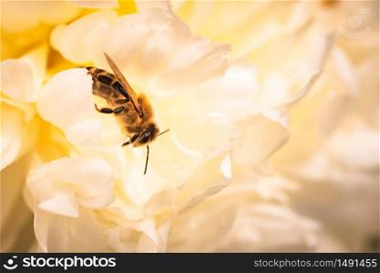 Honey Bee on bright White Yellow Peony Flower, Close Up of bee at work polinating the flower. Nature ecosystem concept. Honey Bee on bright White Yellow Peony Flower, Close Up of bee at work polinating the flower