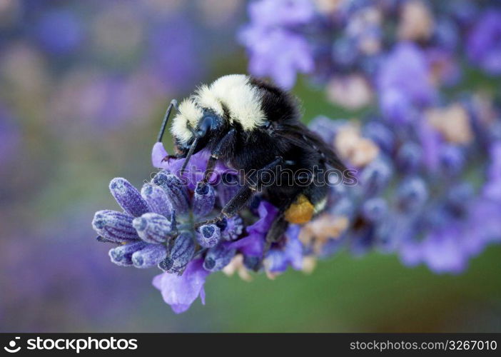 Honey bee on lavender flower