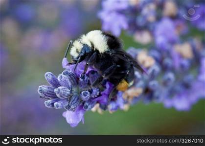 Honey bee on lavender flower