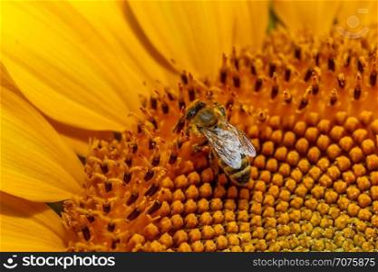 Honey bee on sunflower.. Bee on sunflower. Flower of sunflower close-up, natural background.