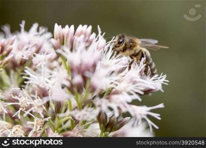 honey bee on white and pink flowers of epatorium purpureum