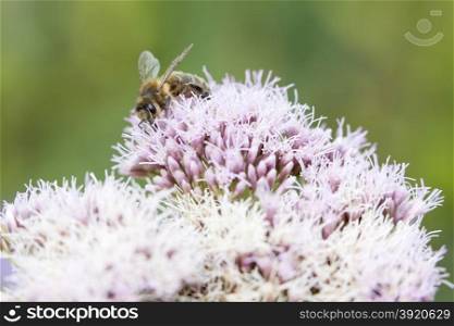 honey bee on white and pink flowers of epatorium purpureum