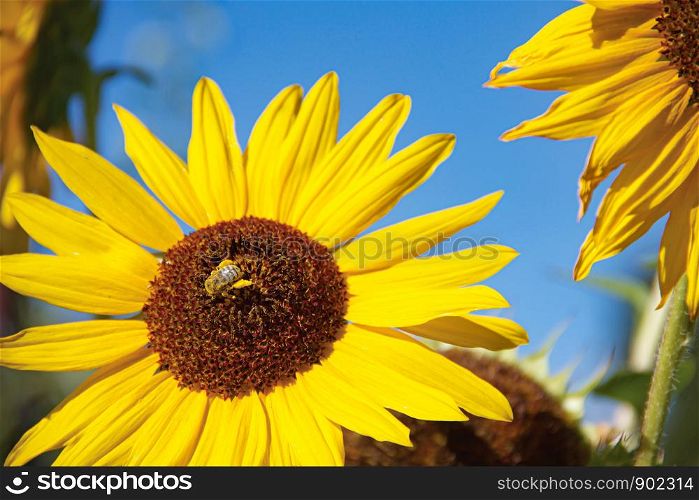 Honey Bee Pollenating Sun Flower Up Close Macro Blurred Background