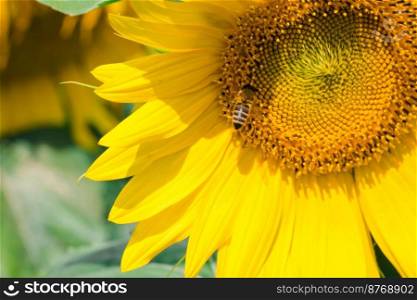 Honey bee pollinating sunflower plant. A tiny bee eats pollen from a large yellow sunflower that grows in the field.