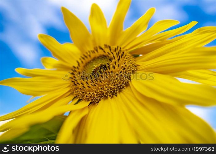 Honey Bee pollinating sunflower. Sunflower field in background. Selective focus.