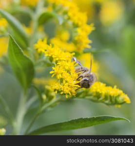 honey bee sucks honey from yellow flowers