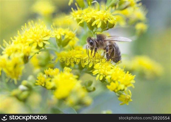 honey bee sucks honey from yellow flowers
