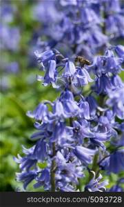 Honey bee visiting bluebell in english garden